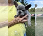 Puppy Rosie French Bulldog