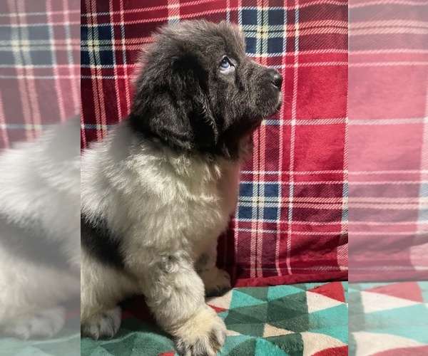 Medium Photo #14 Newfoundland Puppy For Sale in AURORA, IN, USA