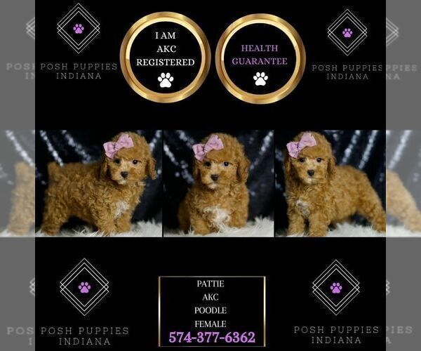 Medium Photo #4 Poodle (Miniature) Puppy For Sale in WARSAW, IN, USA