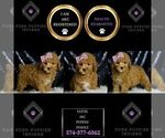 Small #3 Poodle (Miniature)