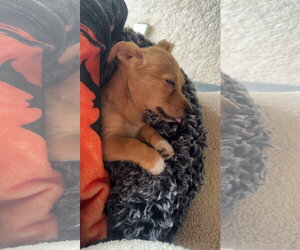 Fizzy - Female Chihuahua-Unknown Mix Dog for Adoption - Photo #4