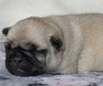 Small Photo #50 Pug Puppy For Sale in WINNSBORO, TX, USA