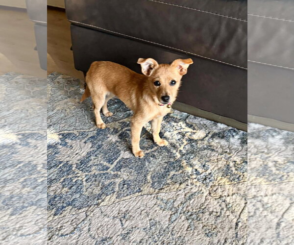 Medium Photo #3 Chihuahua-Unknown Mix Puppy For Sale in Yuba City, CA, USA