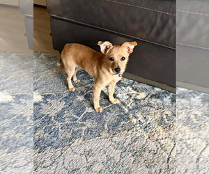 Nellie - Female Chihuahua-Unknown Mix Dog for Adoption - Photo #3