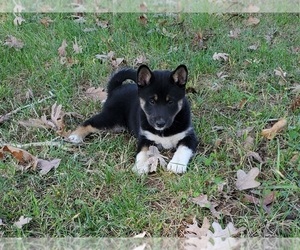 Shiba Inu Puppy for sale in CLARK, MO, USA