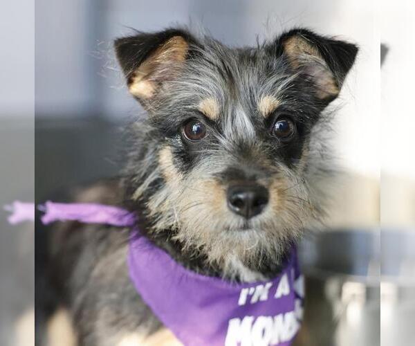Medium Photo #1 Mutt Puppy For Sale in San Antonio, TX, USA