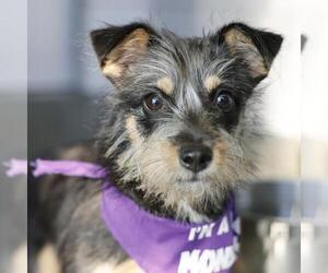 Mutt Dogs for adoption in San Antonio, TX, USA