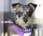 LOLA - Female Mutt Dog for Adoption - Small photo