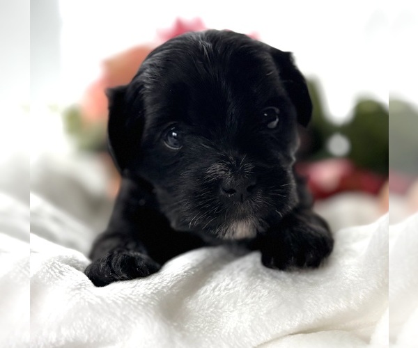 Medium Photo #2 Morkie Puppy For Sale in ROCK STREAM, NY, USA