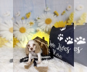 Cocker Spaniel Puppy for sale in RIPLEY, MS, USA