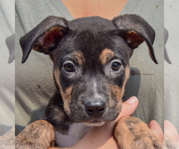Medium Photo #7 Labsky Puppy For Sale in Huntley, IL, USA