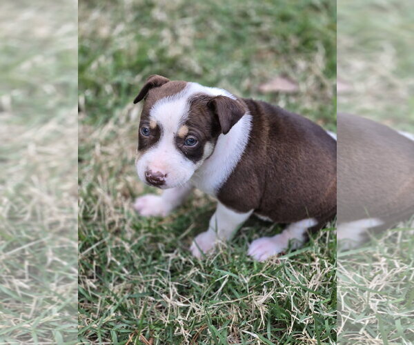 Medium Photo #3 Labrador Retriever-Unknown Mix Puppy For Sale in The Woodlands, TX, USA