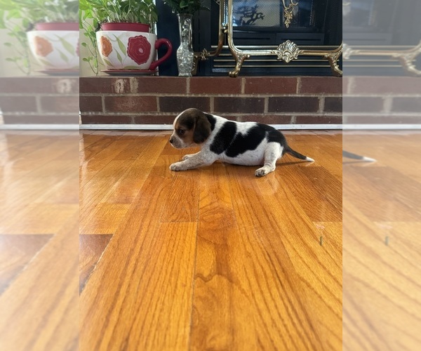 Medium Photo #1 Beagle Puppy For Sale in WOODBRIDGE, VA, USA