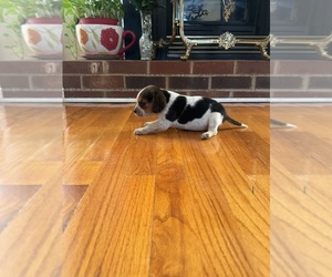Beagle Litter for sale in WOODBRIDGE, VA, USA