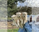 Small Photo #20 Miniature American Eskimo Puppy For Sale in OREGON CITY, OR, USA