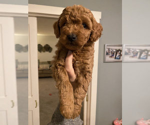 Goldendoodle-Poodle (Miniature) Mix Puppy for sale in MILTON, PA, USA