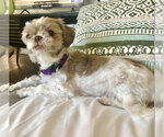 Small #3 Shih Tzu