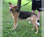 Small #2 German Shepherd Dog