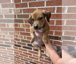 Small Mutt