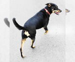 Small #2 Doberman Pinscher-German Shepherd Dog Mix
