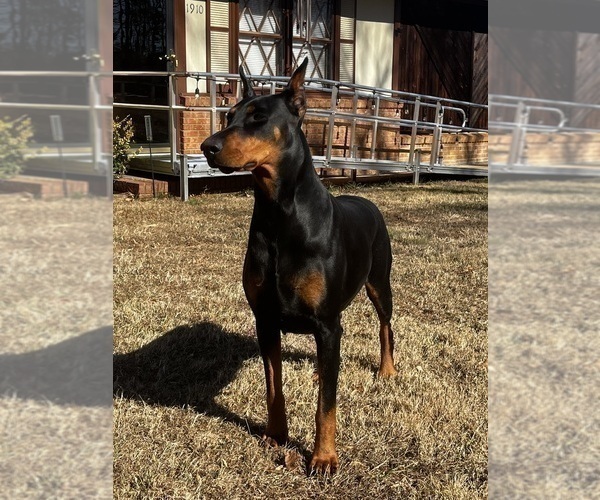 Medium Photo #6 Doberman Pinscher Puppy For Sale in NEWTON, NC, USA