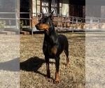 Small #5 Doberman Pinscher