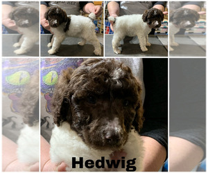 Poodle (Standard) Puppy for sale in LAKEVILLE, IN, USA