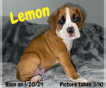 Puppy Lemon Boxer
