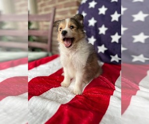 Shetland Sheepdog Puppy for sale in KINGSPORT, TN, USA