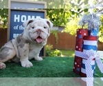 Small Photo #2 English Bulldog Puppy For Sale in SANTA ANA, CA, USA