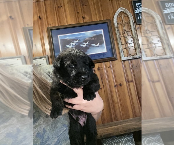 Medium Photo #6 Dutch Shepherd Dog Puppy For Sale in SALISBURY, NC, USA