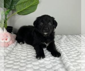 Doubull-Mastiff Puppy for sale in FRANKLIN, IN, USA
