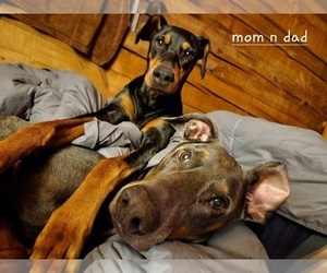 Father of the Doberman Pinscher puppies born on 01/20/2023
