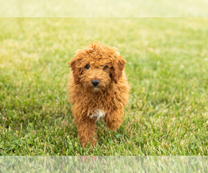 Goldendoodle (Miniature) Puppy for sale in TOPEKA, IN, USA