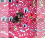 Puppy Luna Yorkshire Terrier