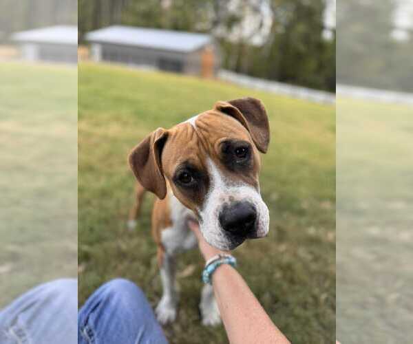 Medium Photo #1 Boxer-Unknown Mix Puppy For Sale in Holly Springs, NC, USA