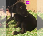 Small #6 Labrador Retriever Mix