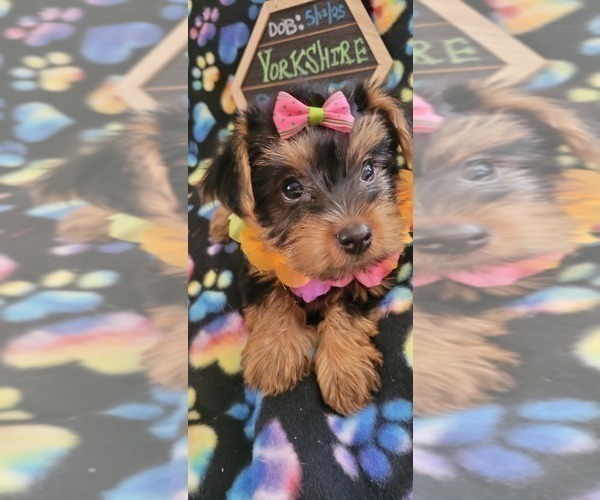 Medium Photo #10 Yorkshire Terrier Puppy For Sale in AKRON, OH, USA
