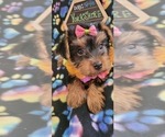 Small Photo #10 Yorkshire Terrier Puppy For Sale in AKRON, OH, USA