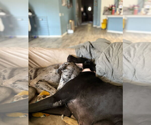 Medium Photo #4 Great Dane Puppy For Sale in Bullard, TX, USA