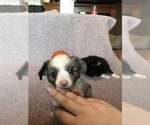 Small Photo #4 Australian Shepherd Puppy For Sale in BUCKLEY, WA, USA