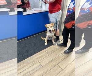 Labrador Retriever-Unknown Mix Dogs for adoption in Rowlett, TX, USA