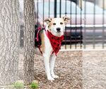 Small #2 Beagle Mix
