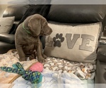 Small Photo #3 Labrador Retriever Puppy For Sale in SPOKANE VLY, WA, USA