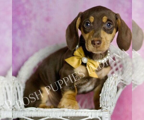 Medium Photo #7 Dachshund Puppy For Sale in WARSAW, IN, USA