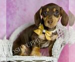 Small #6 Dachshund