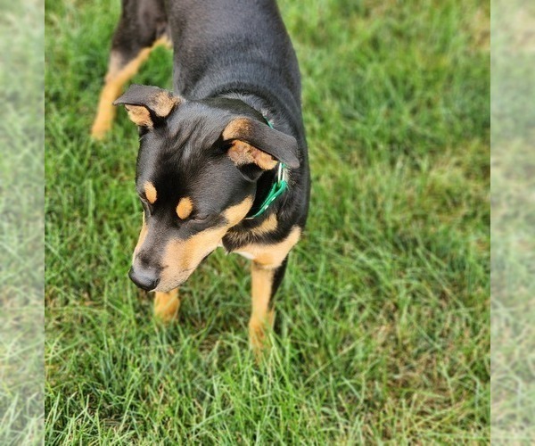 Medium Photo #5 Mountain Feist Puppy For Sale in HOAGLAND, IN, USA