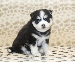 Pomsky Puppy for sale in DENVER, PA, USA