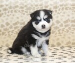 Image preview for Ad Listing. Nickname: Chief