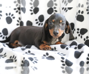 Dachshund Puppy for sale in SHILOH, OH, USA